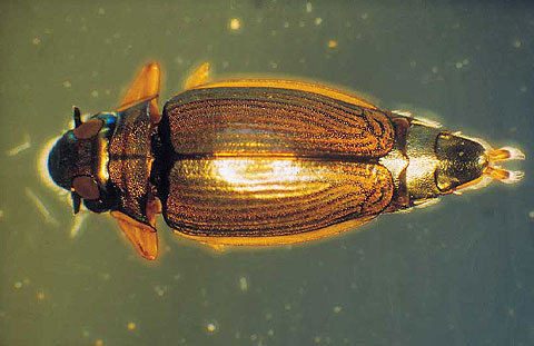 Whirligig Beetle 
